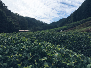 Ceremonial Matcha